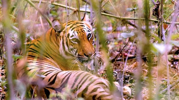 Tigre de Bengala